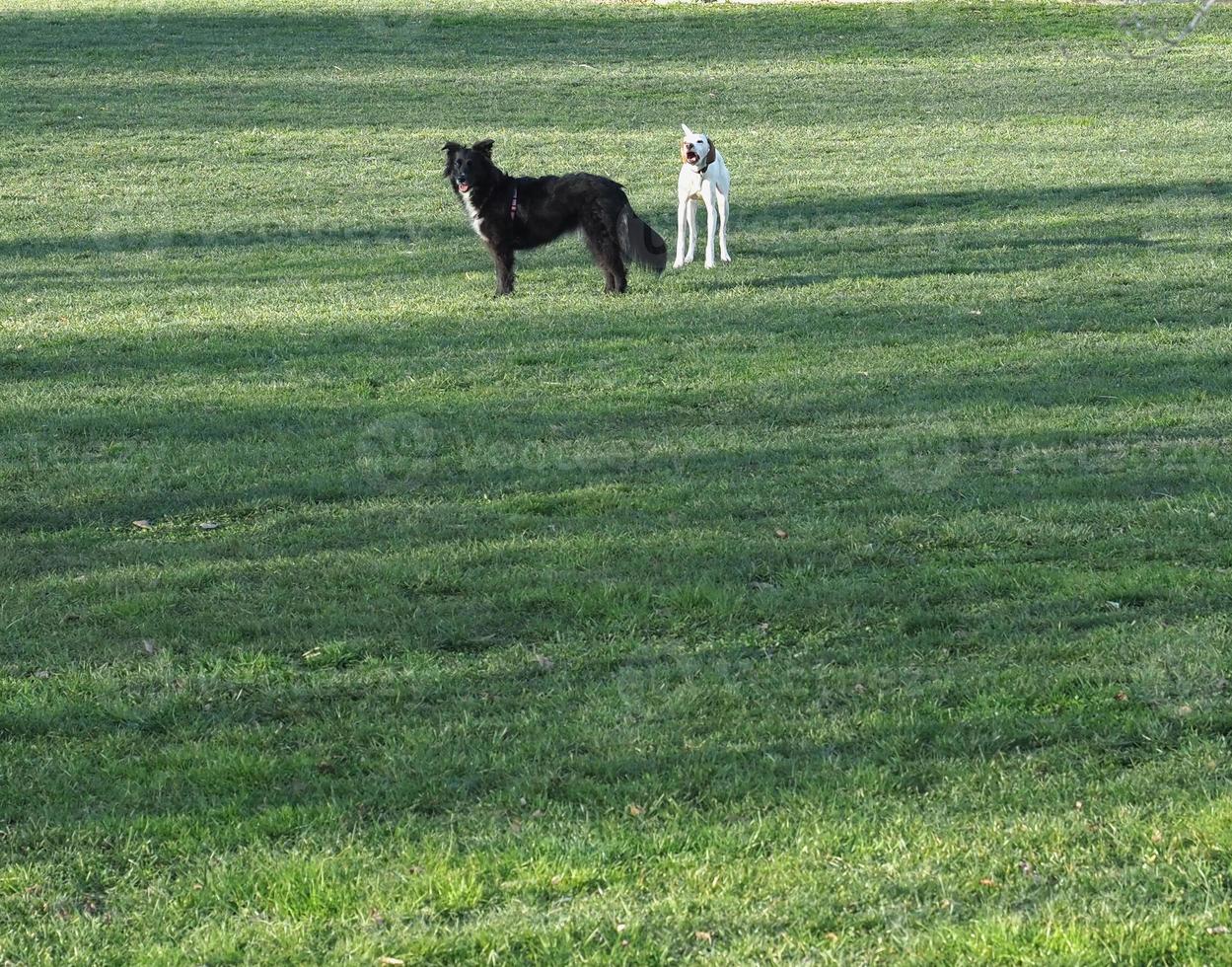 cachorro preto e branco na grama foto