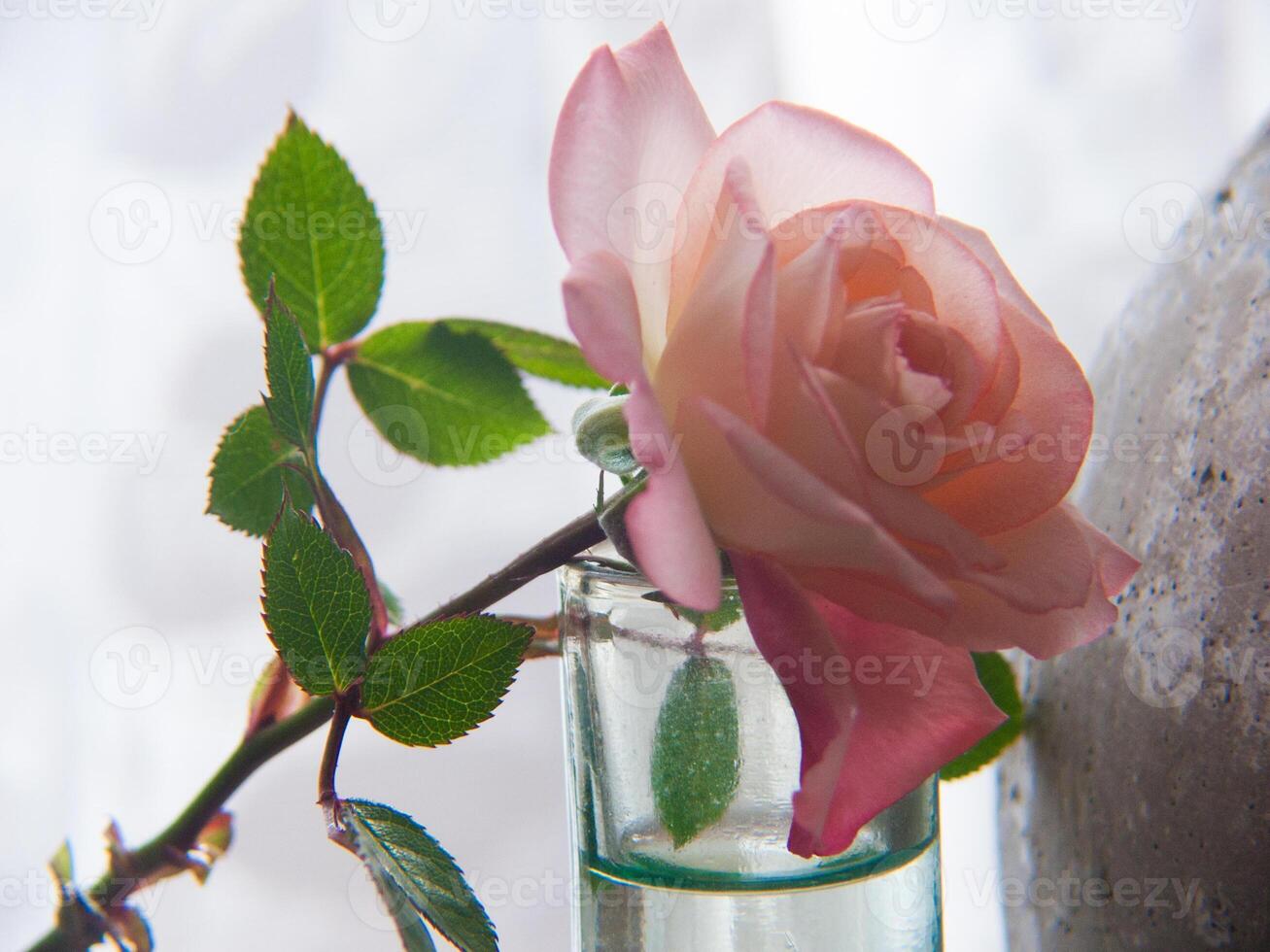 uma rosa é dentro uma vaso com uma vaso do água foto