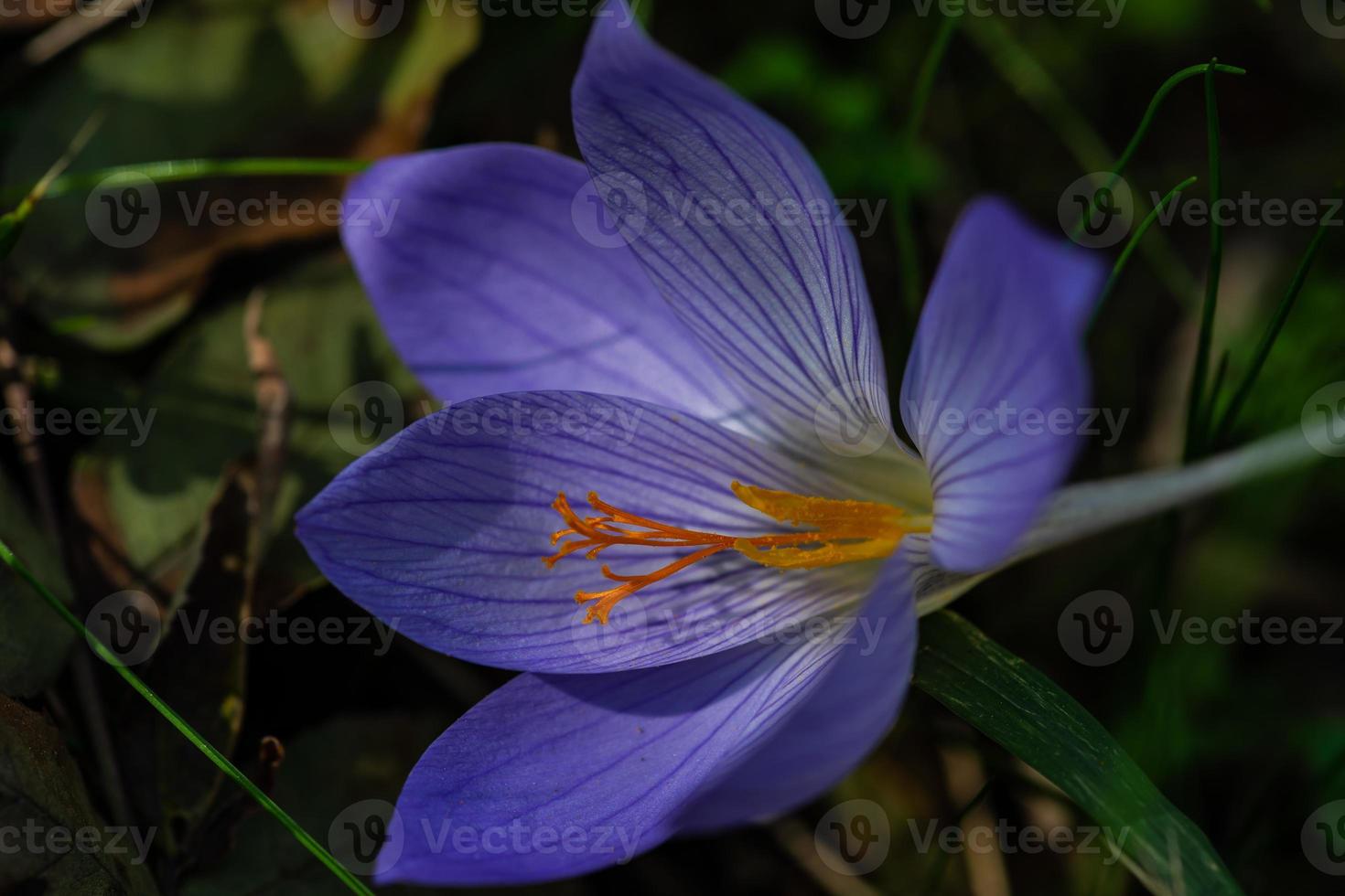 flores de outono - colchicum outonal foto