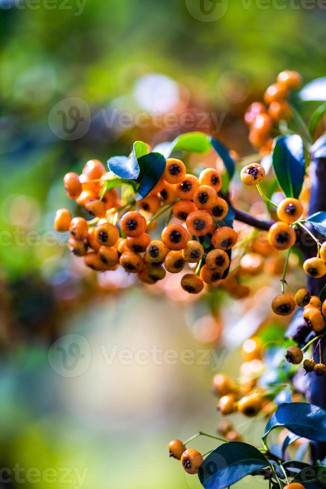 bagas vermelhas e laranja brilhantes de piracanta foto