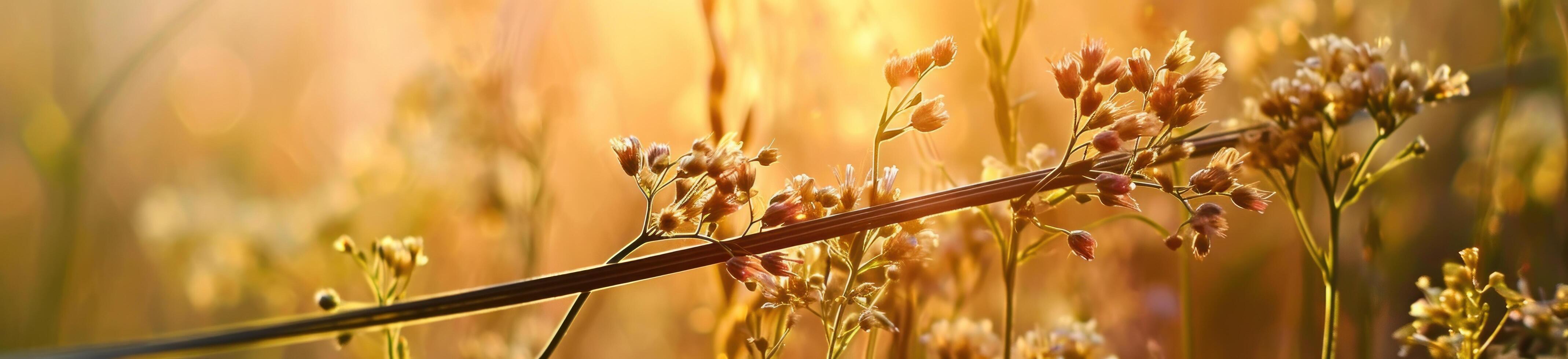 ai gerado flores em a campo com a laranja luz foto