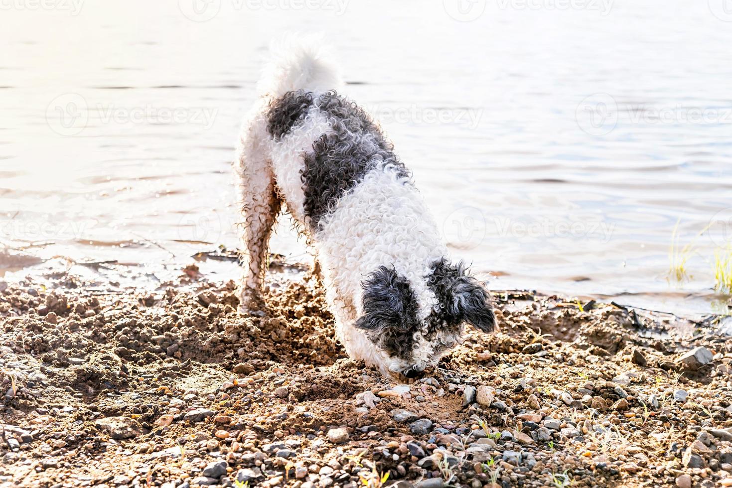 lindo adorável cachorro bichon frise cavando areia perto do rio foto