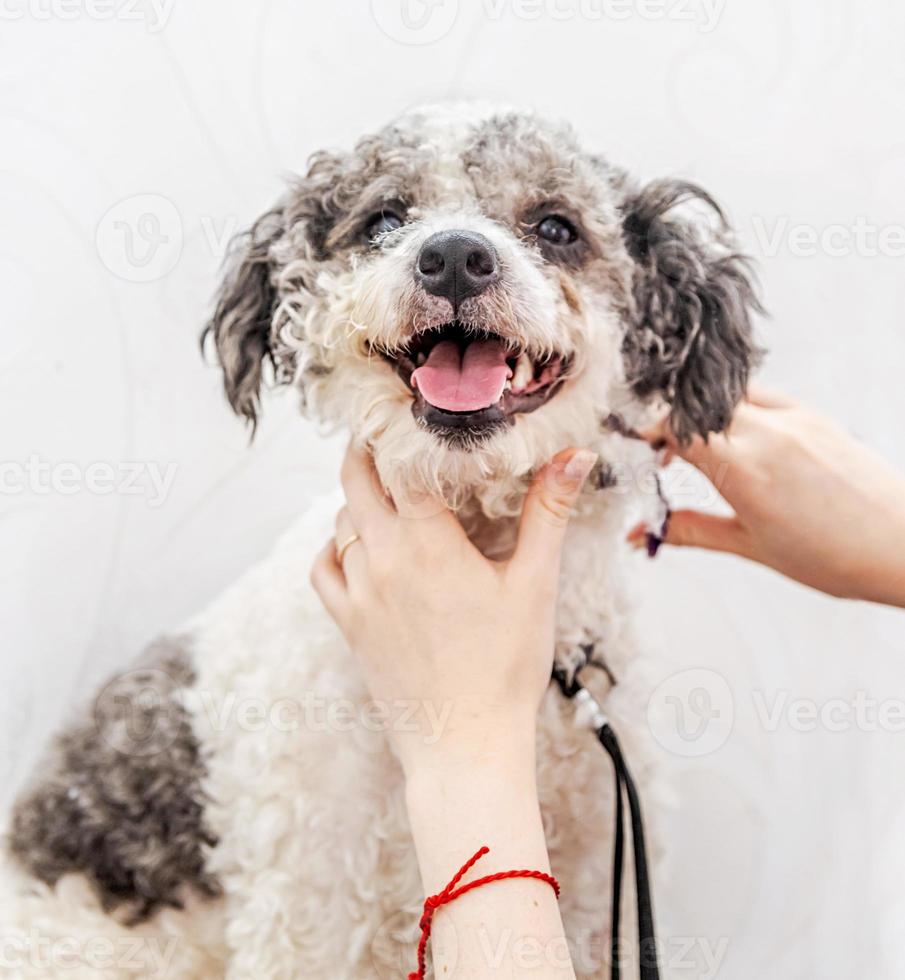 lindo cachorro bichon frise branco e preto sendo preparado por um tratador profissional foto