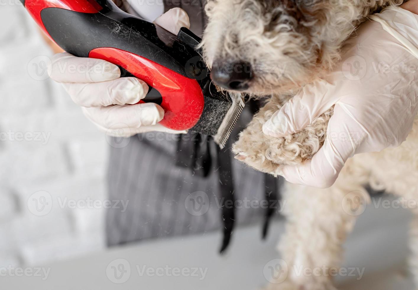 cachorro bichon frise cansado sendo tratado pela mulher com as mãos nas luvas em casa foto