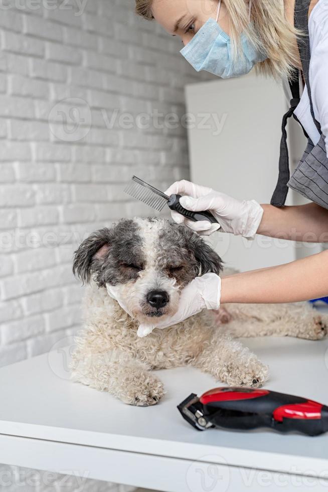 mulher loira com uma máscara e luvas cuidando de um cachorro em casa foto