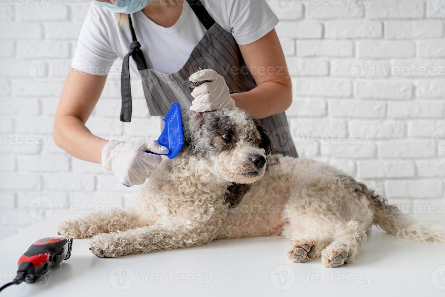 mulher loira com uma máscara e luvas cuidando de um cachorro em casa foto