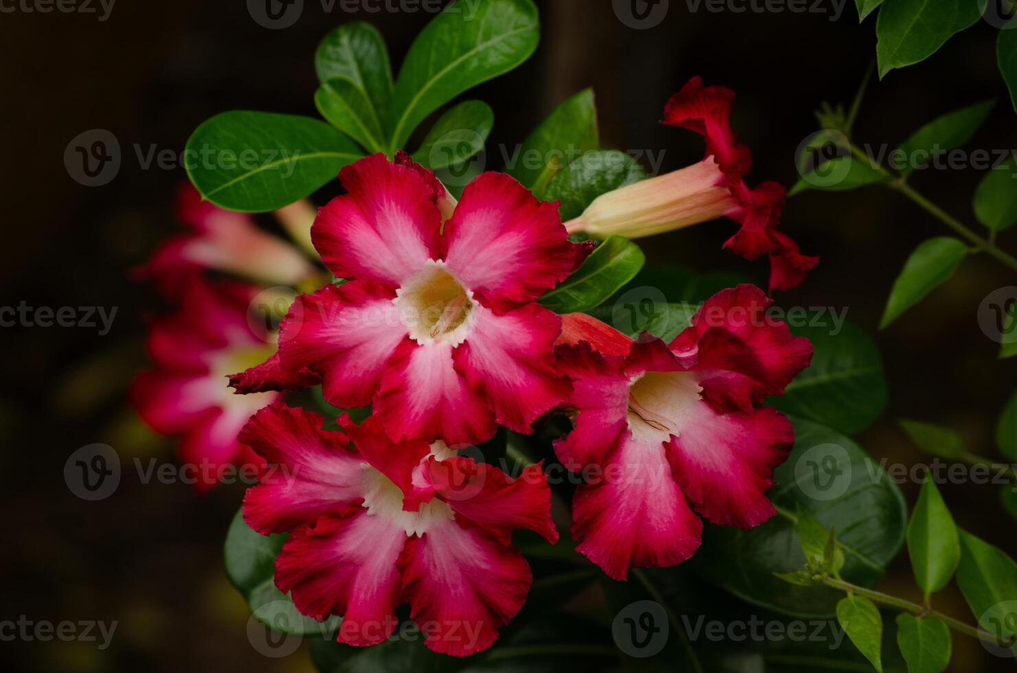 vermelho adenium flores em uma Preto fundo foto