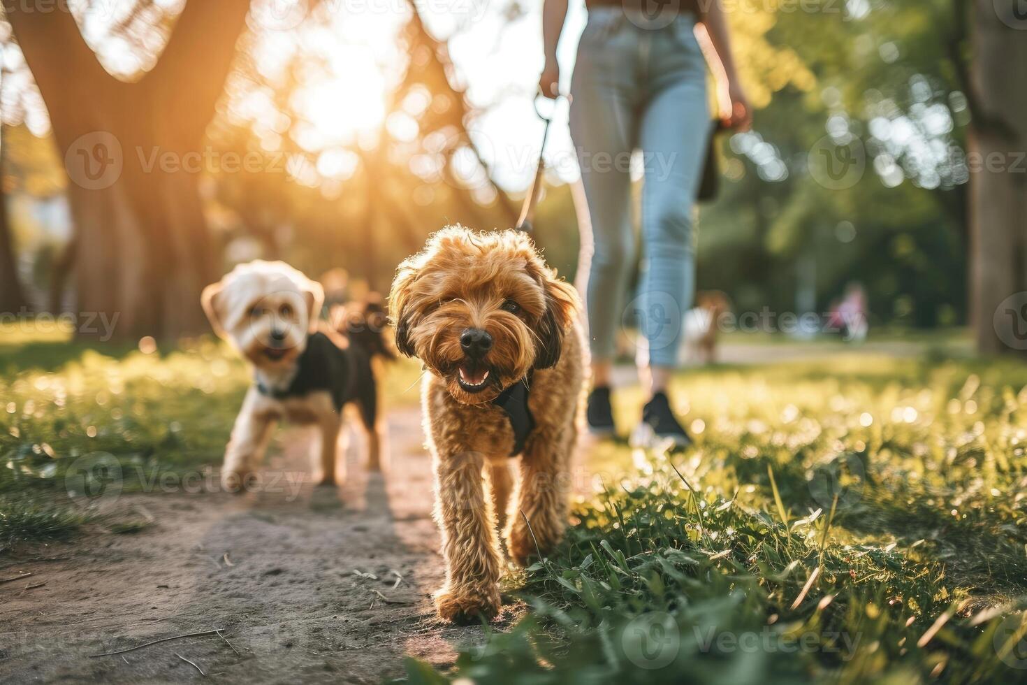 ai gerado proprietário e cachorro caminhando dentro jardim desfocado fundo, cachorro andador, animal e proprietário foto