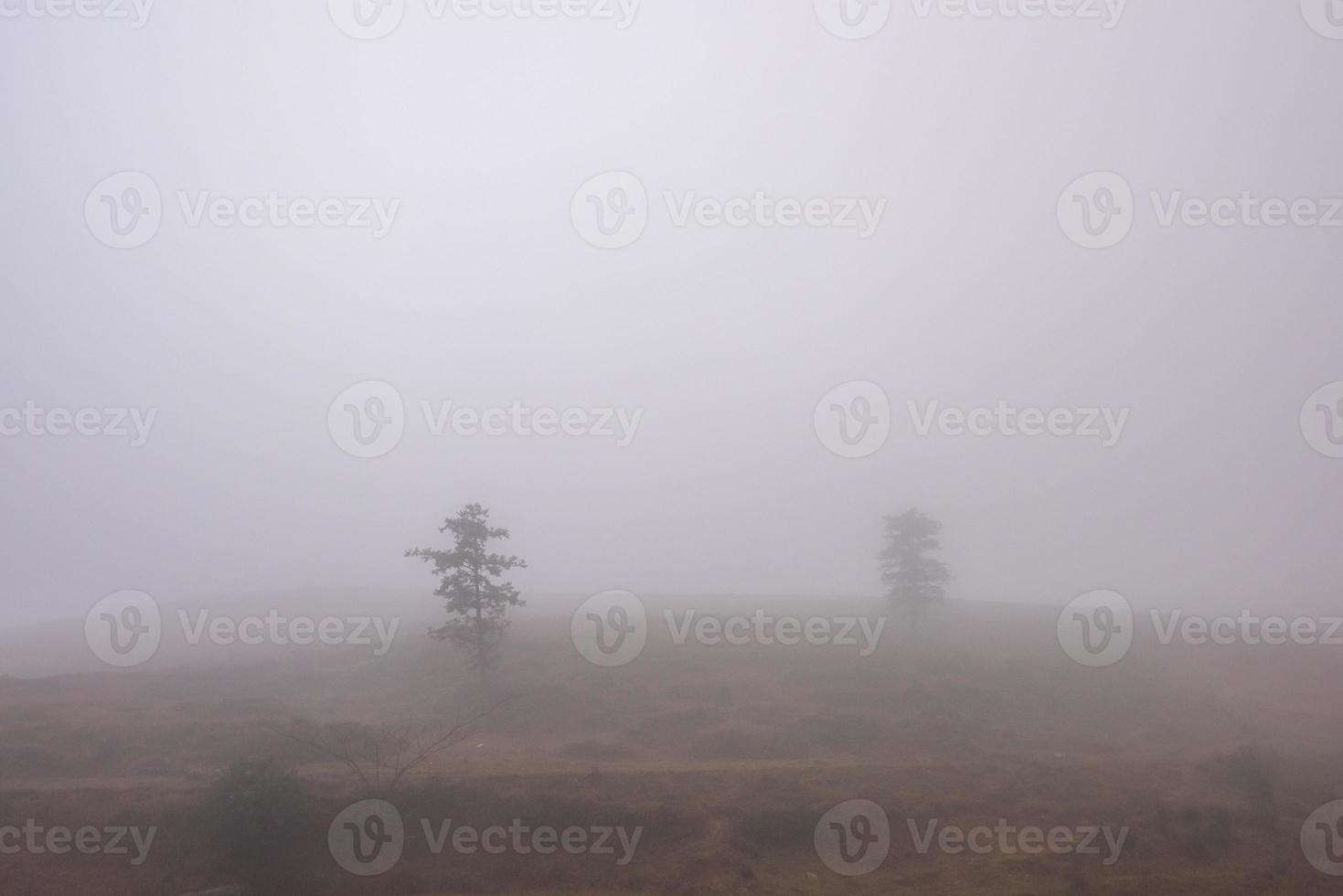 árvores na neblina e prados amarelos foto