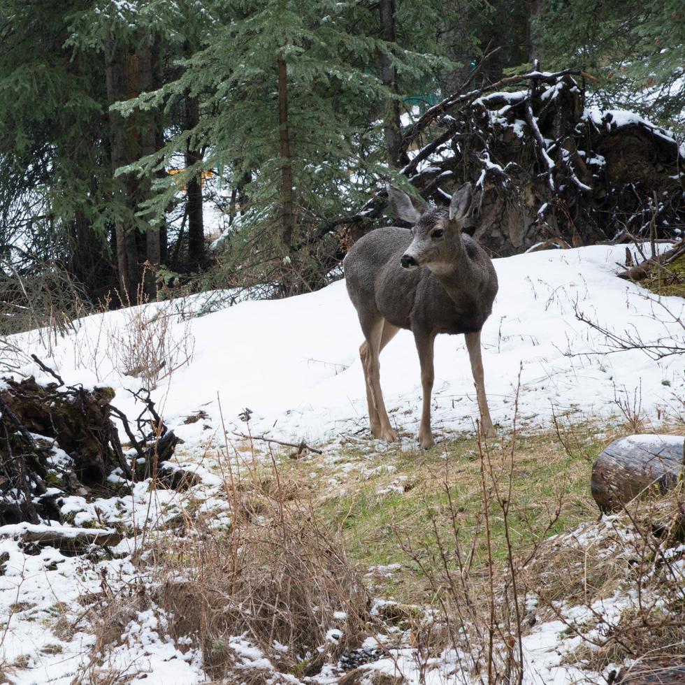 belos alces jovens perto de uma floresta coberta de neve no parque nacional de banff, alberta, canadá foto