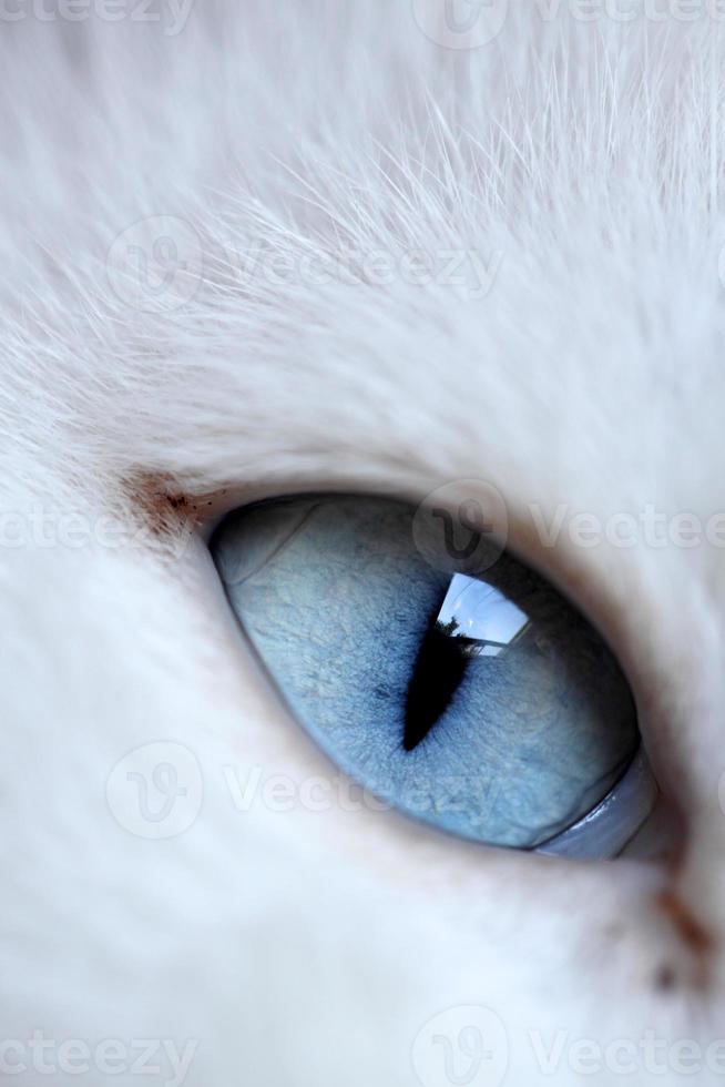 olhos de gato foto