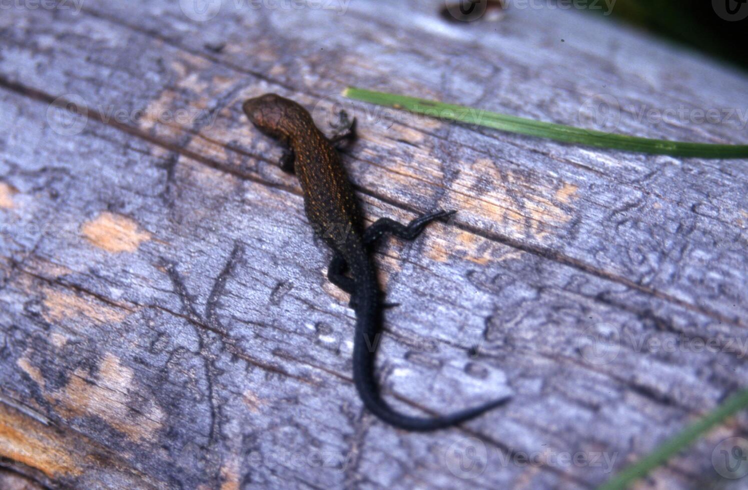 uma pequeno lagarto em uma de madeira superfície foto