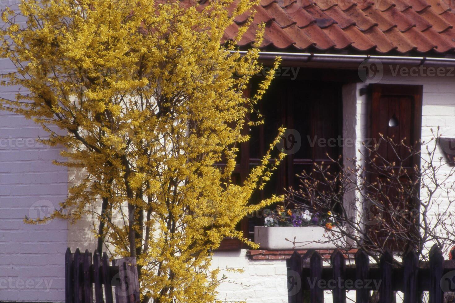 uma árvore com flores amarelas foto