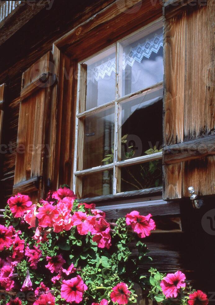 uma janela com uma flor Panela dentro frente do isto foto