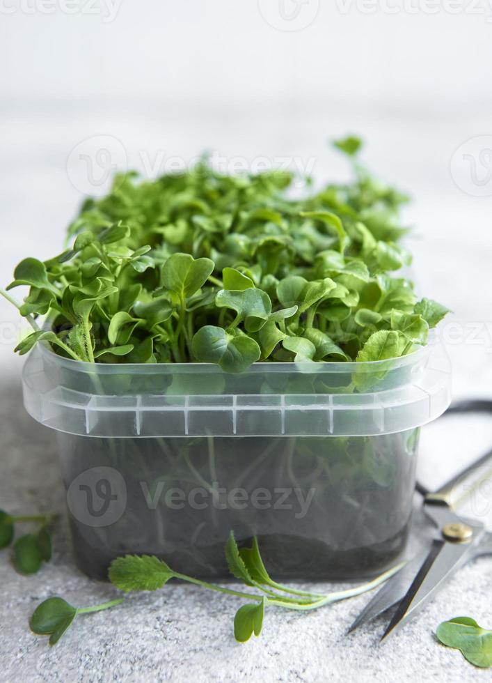 micro verdes. sementes de rabanete germinadas. foto