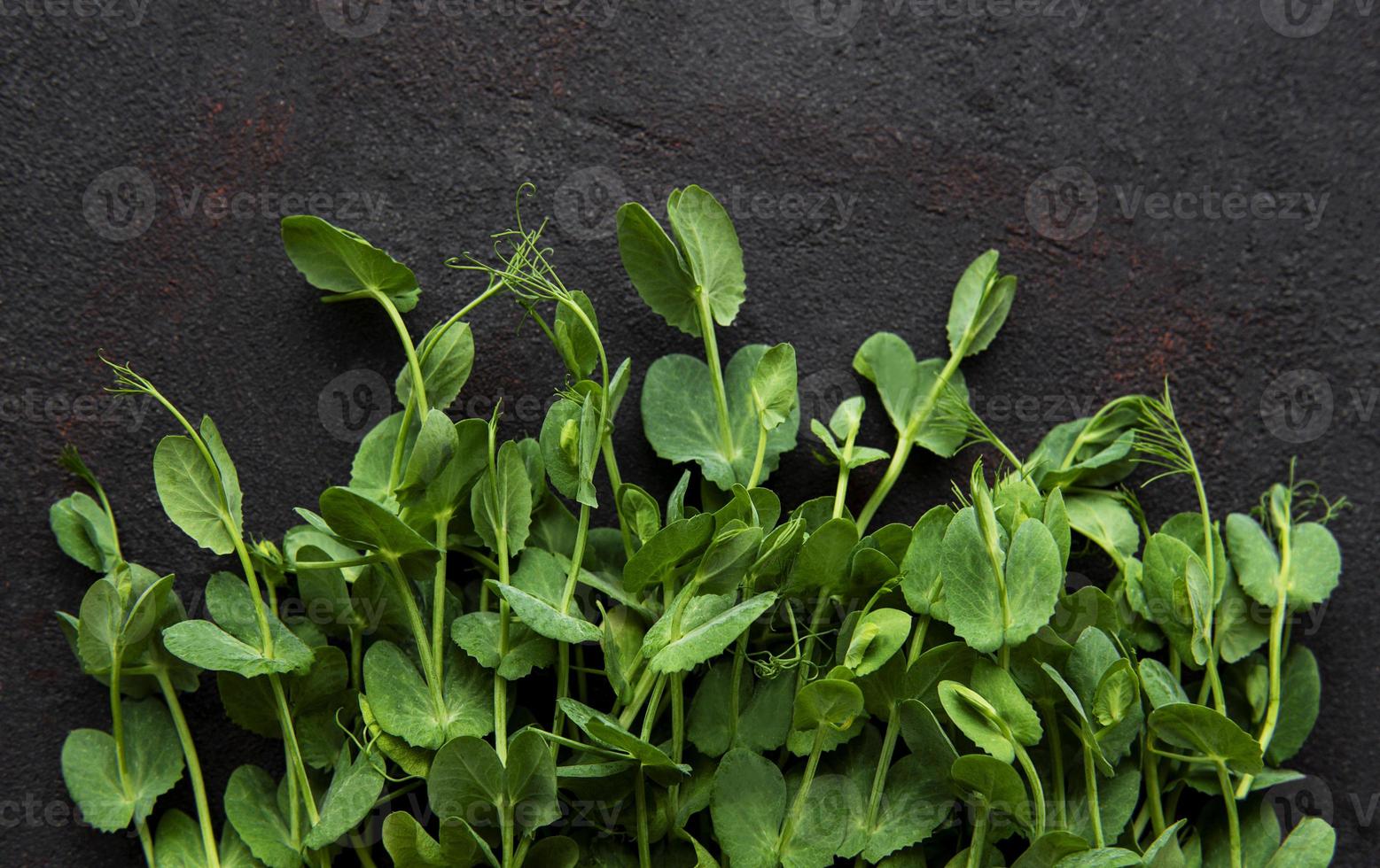 brotos de ervilha cultivados em casa em um fundo preto de concreto foto