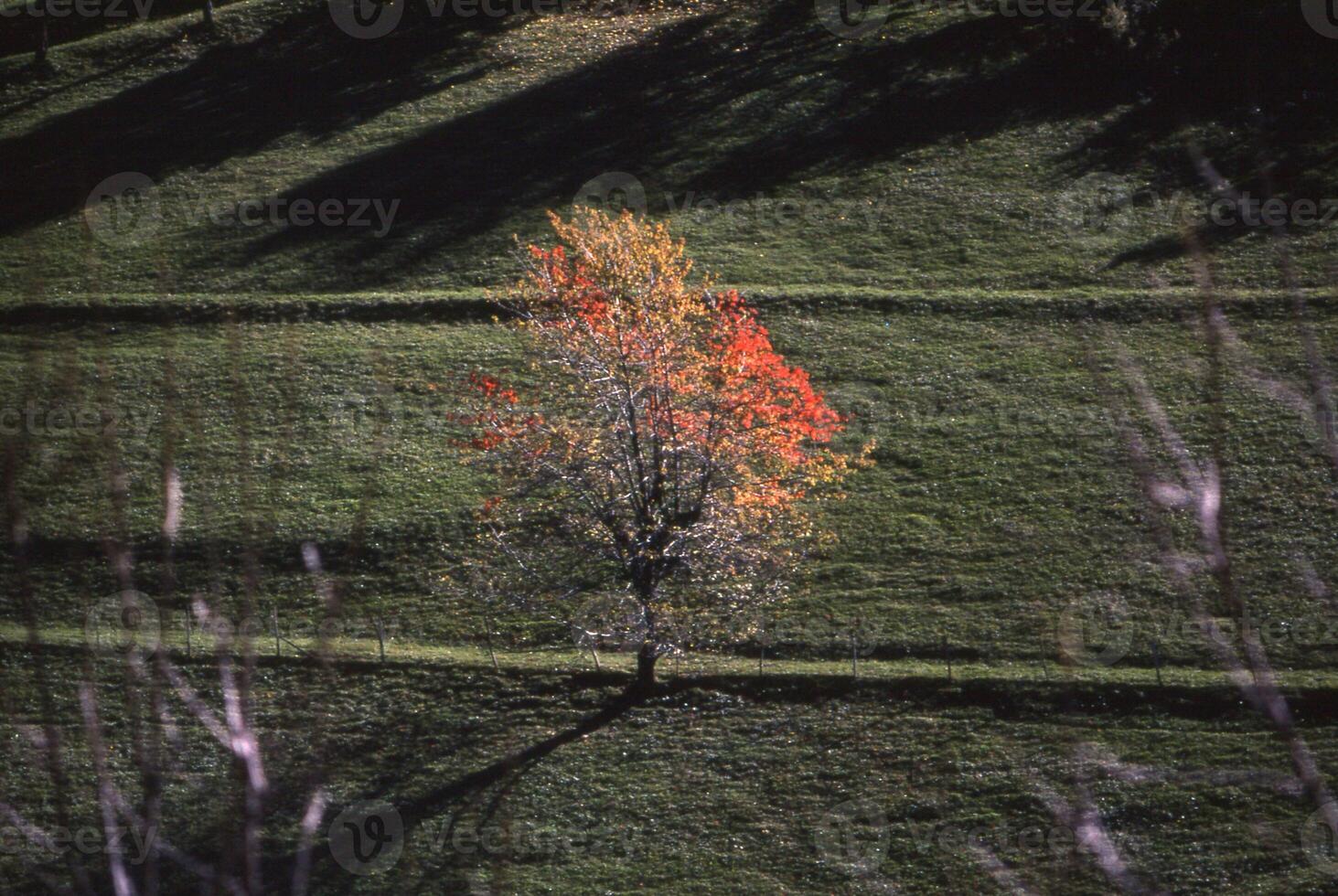 uma solitário árvore dentro uma campo com uma vermelho folha foto