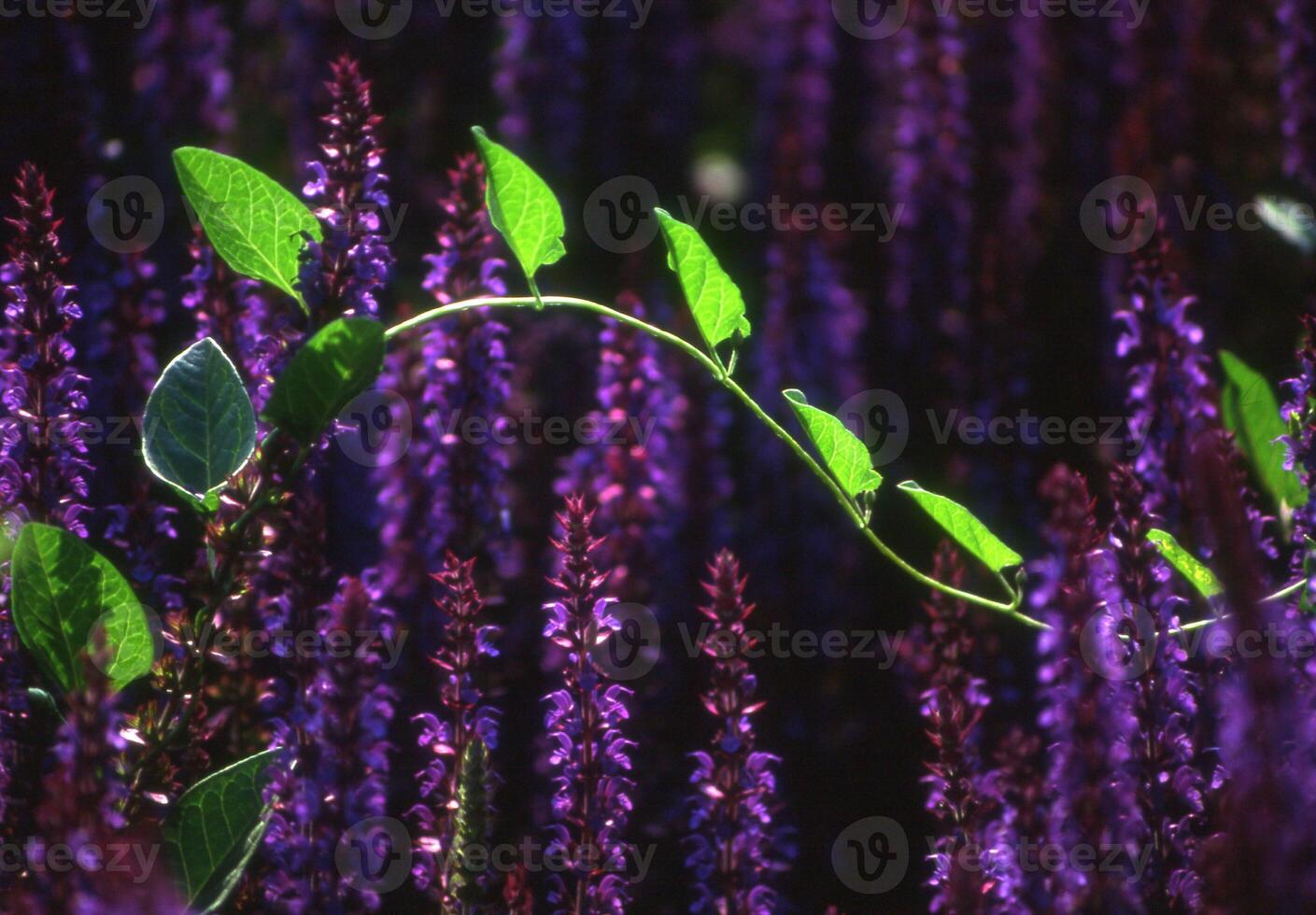 roxa flores com verde folhas dentro a fundo foto