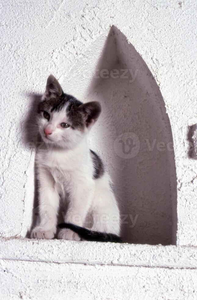 uma gatinho sentado dentro uma janela foto