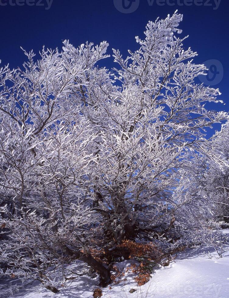uma árvore coberto dentro neve com uma azul céu foto