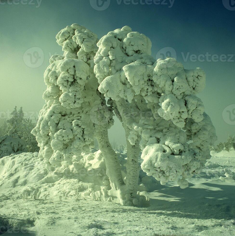 uma neve coberto árvore dentro a meio do uma campo foto