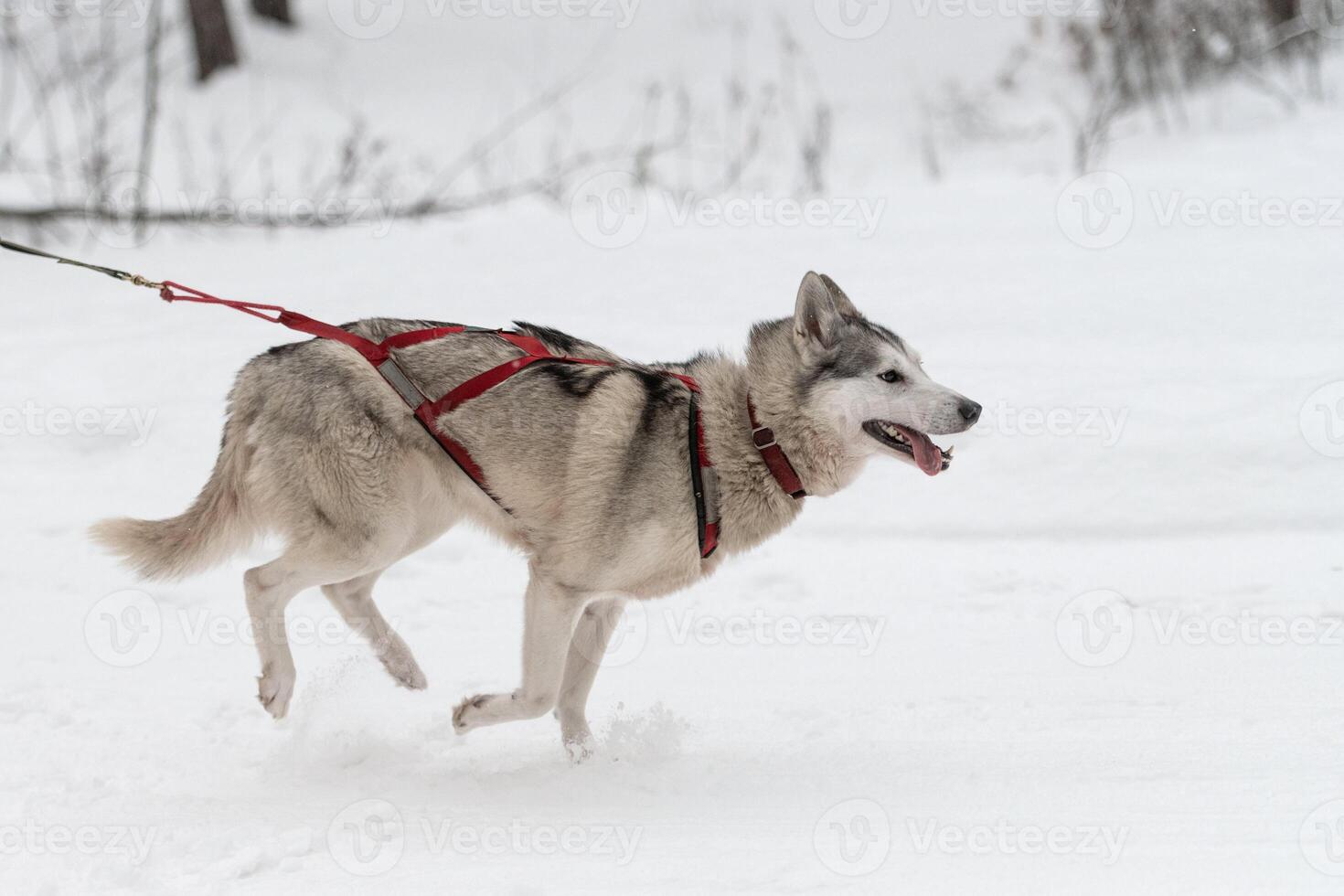 corrida de cães de trenó. equipe de cães de trenó husky no arnês corre e puxa o motorista do cão. competição de campeonato de esporte de inverno. foto