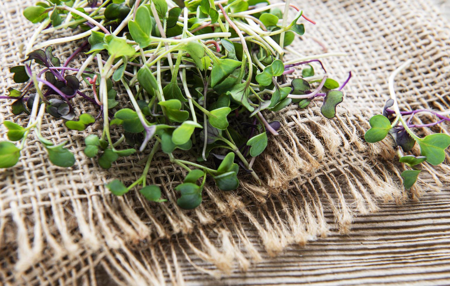 pilha de micro-verdes de rabanete em fundo de madeira velho. conceito de alimentação saudável. foto