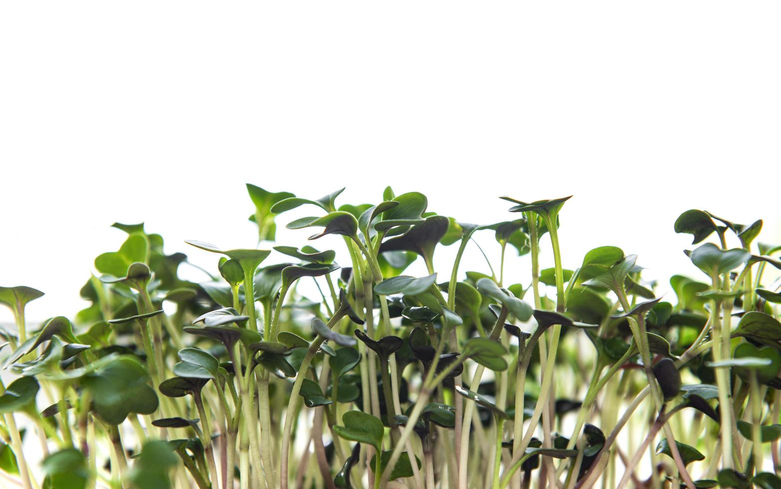 pilha de micro verdes de rabanete em fundo branco. conceito de alimentação saudável. foto