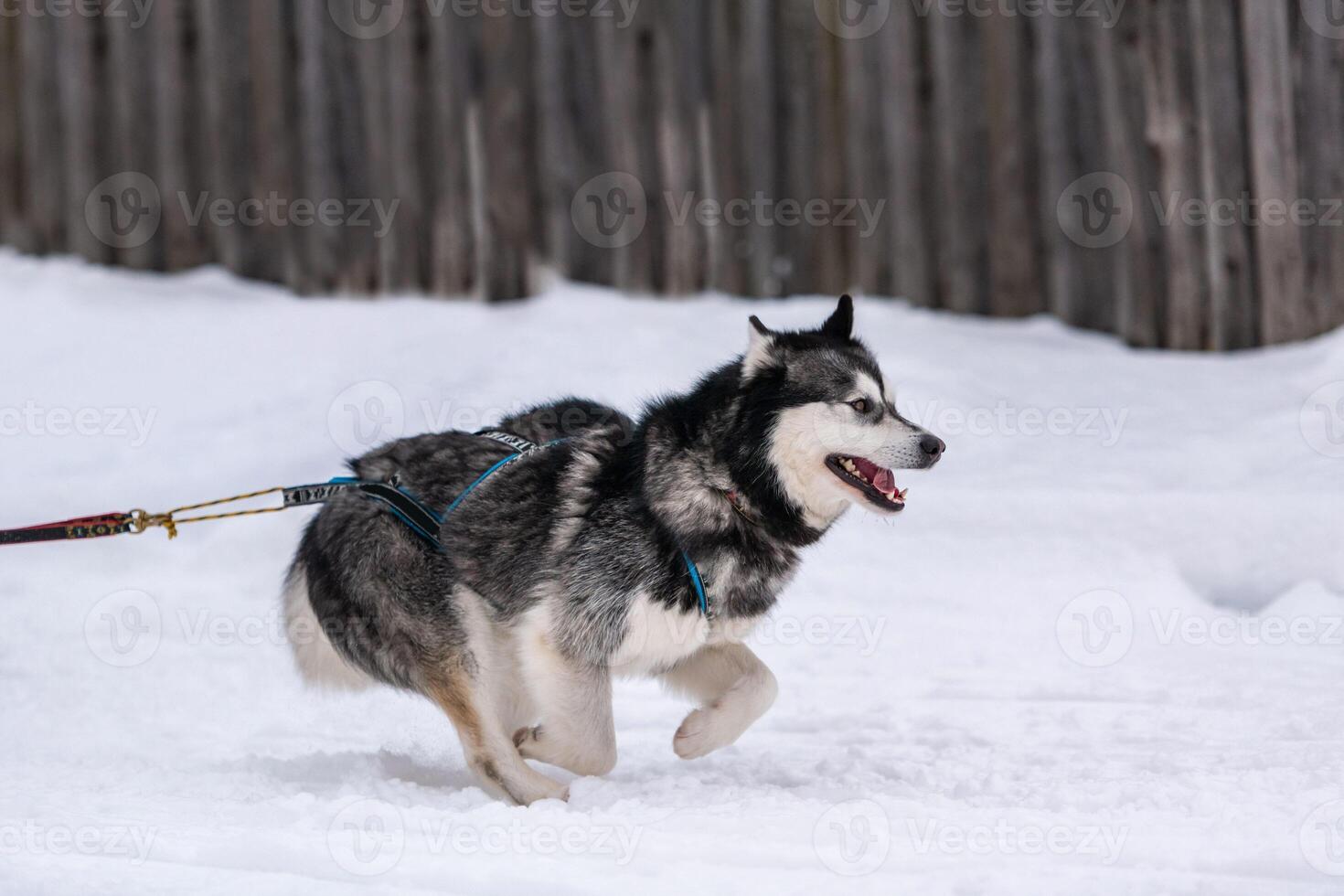 corrida de cães de trenó. equipe de cães de trenó husky no arnês corre e puxa o motorista do cão. competição de campeonato de esporte de inverno. foto