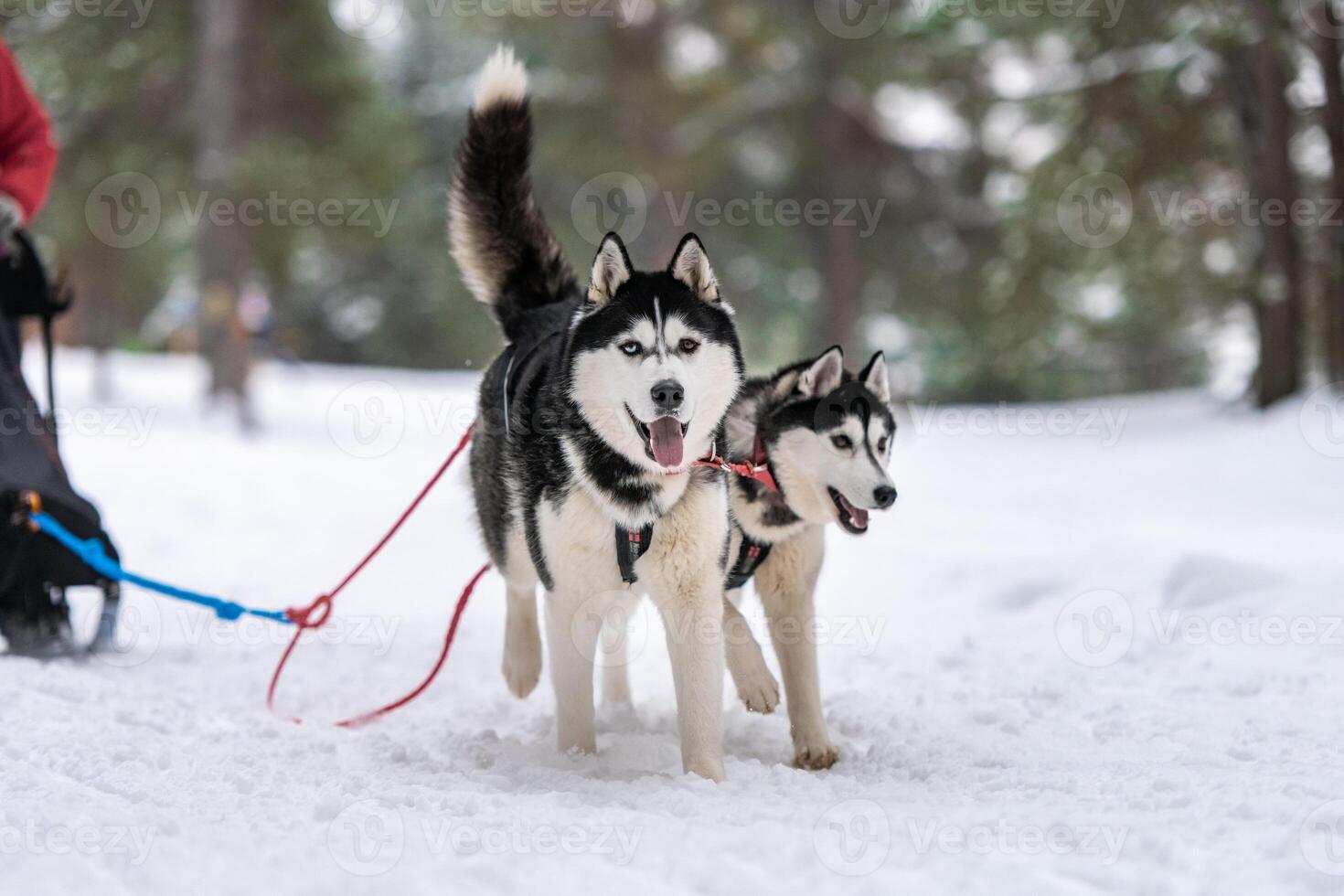 corrida de cães de trenó. equipe de cães de trenó husky no arnês corre e puxa o motorista do cão. competição de campeonato de esporte de inverno. foto