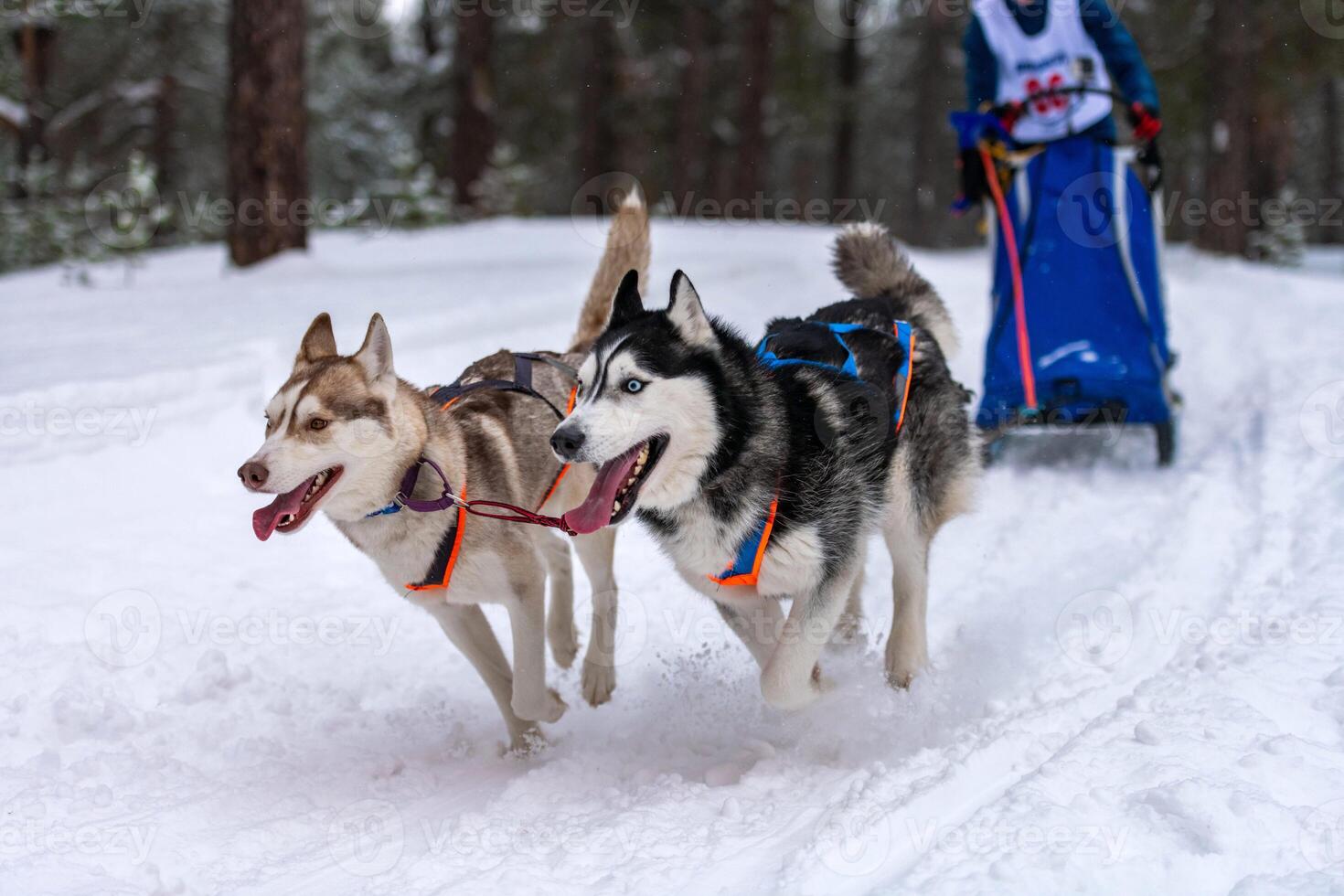 equipe de cães de trenó husky no arnês corre e puxa o motorista do cão. corrida de cães de trenó. competição de campeonato de esporte de inverno. foto