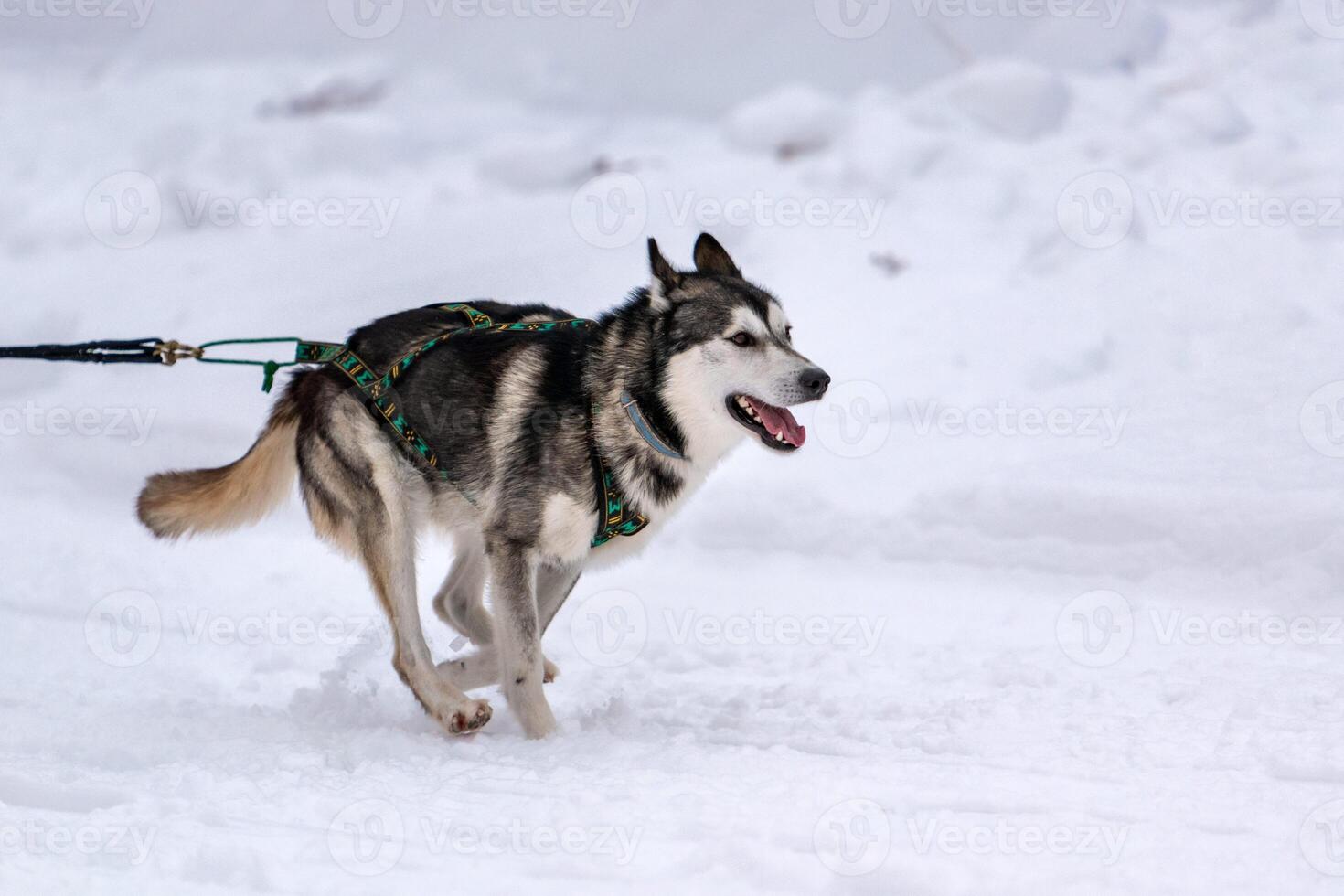 corrida de cães de trenó. equipe de cães de trenó husky no arnês corre e puxa o motorista do cão. competição de campeonato de esporte de inverno. foto