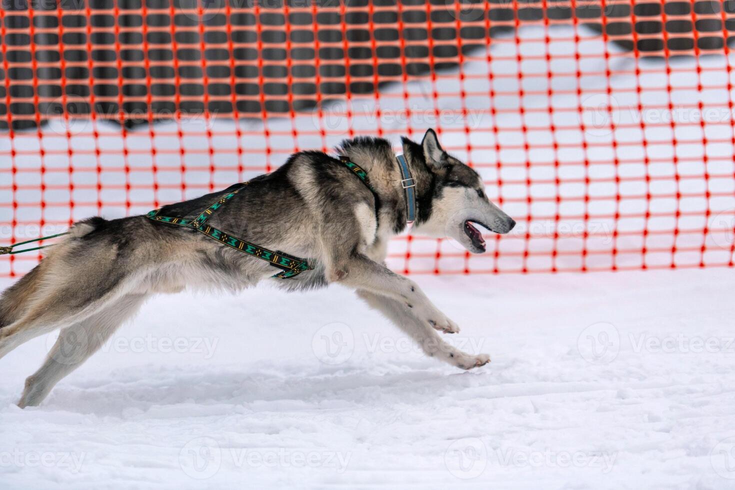 corrida de cães de trenó. equipe de cães de trenó husky no arnês corre e puxa o motorista do cão. competição de campeonato de esporte de inverno. foto