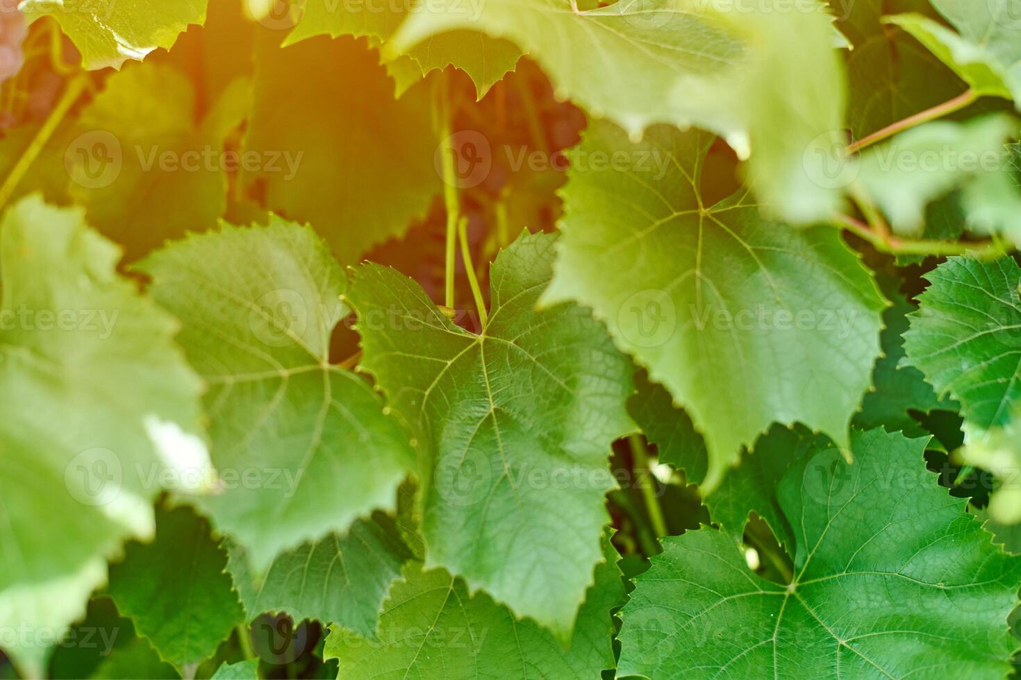 folhas de uva na vinha. folhas de videira verde no dia ensolarado de setembro. em breve colheita de outono de uvas para fazer vinho, geléia, suco, geléia, extrato de semente de uva, vinagre e óleo de semente de uva. foto