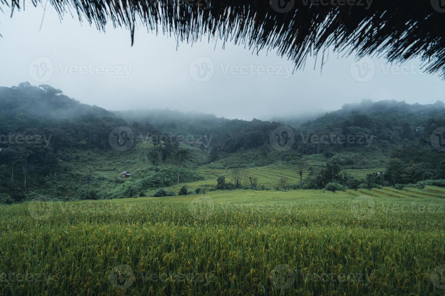 em uma cabana de madeira em um campo de arroz verde foto