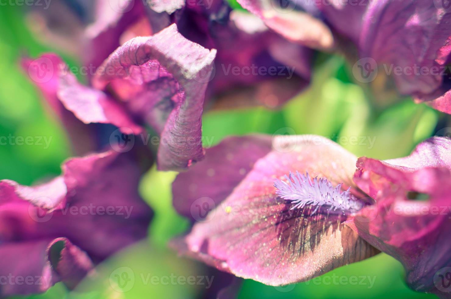 um close de uma flor iridaceae de íris barbudo de veludo preto foto