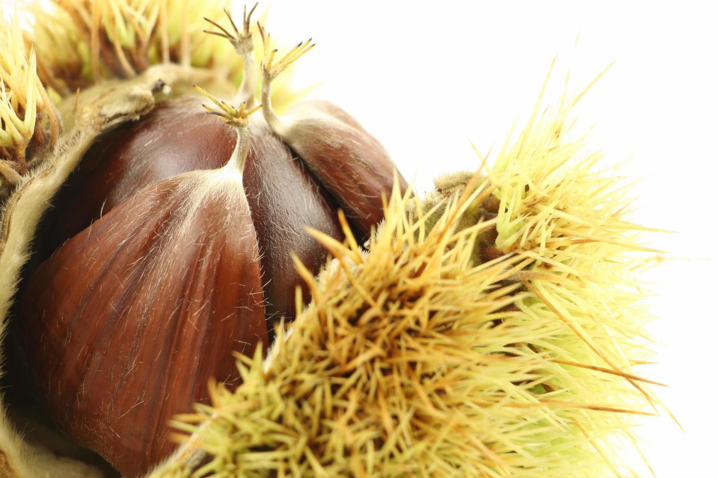 castanha em branco foto