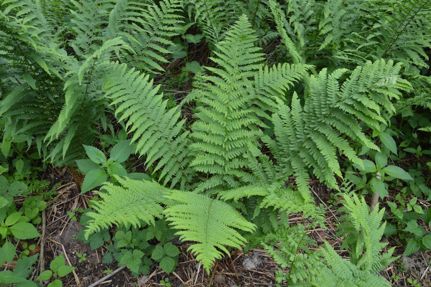 plantas florestais e detalhes de árvores e arbustos foto