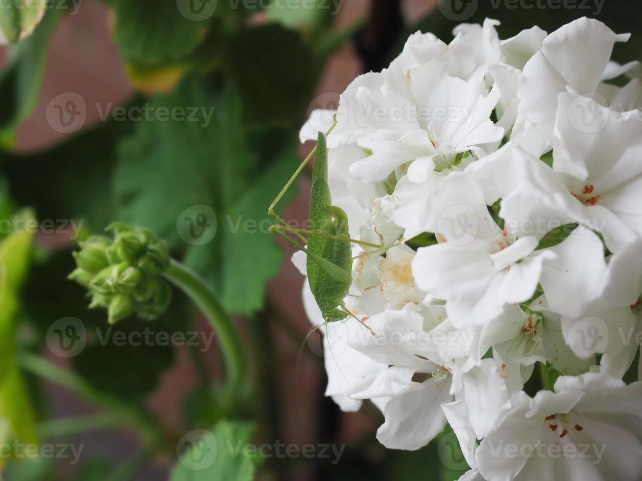 animal inseto gafanhoto em flor de gerânio foto