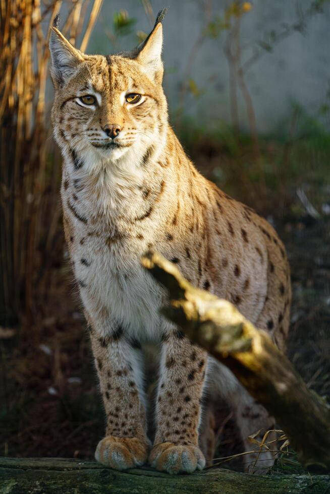 retrato do eurasian lince dentro jardim zoológico foto