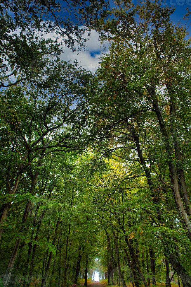 Visão para dentro a copa de árvore do uma decíduo floresta. foto a partir de uma natureza parque em a darss