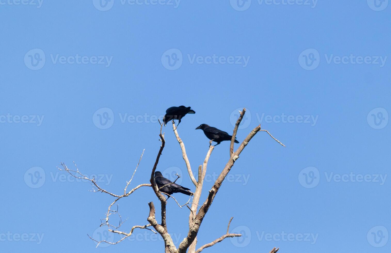 esses lindo corvos Sentou empoleirado no topo a árvore ramificado olhando bastante confortável. a ampla Preto pássaros geralmente fique juntos dentro seus assassinato. a outono folhagem pode estar visto todos em volta. foto