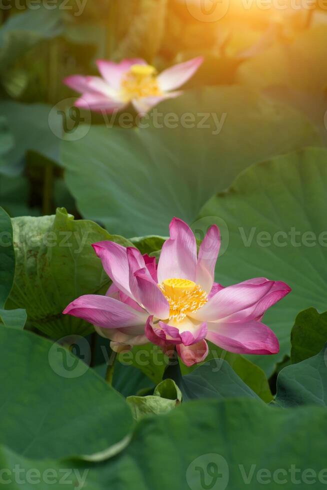 Rosa lótus flor estão florescendo foto