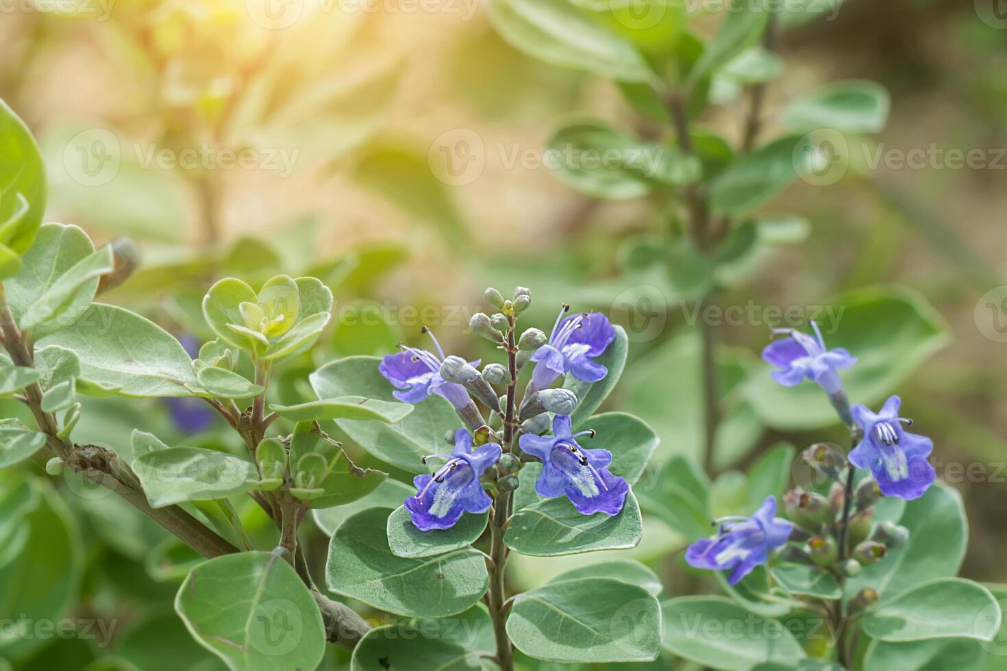 vitex rotundifolia plantar. foto