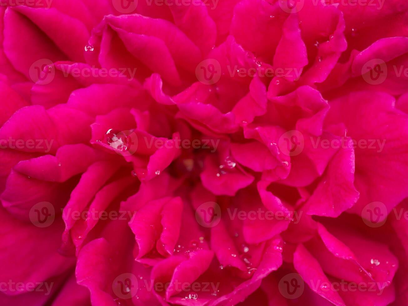 Rosa rosa pétalas para rosa chá foto