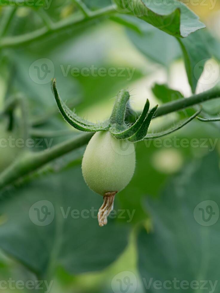 verde tomate em árvore. foto