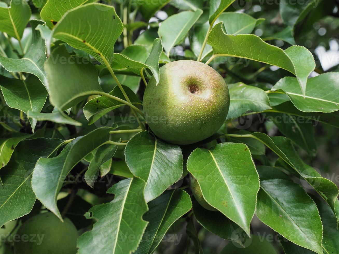 comida de frutas de pêra verde foto