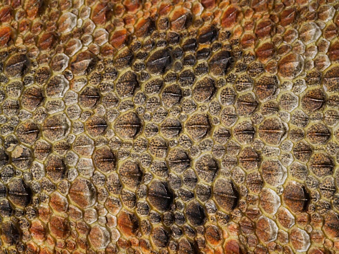 a detalhes em a pele do barbudo Dragão. foto