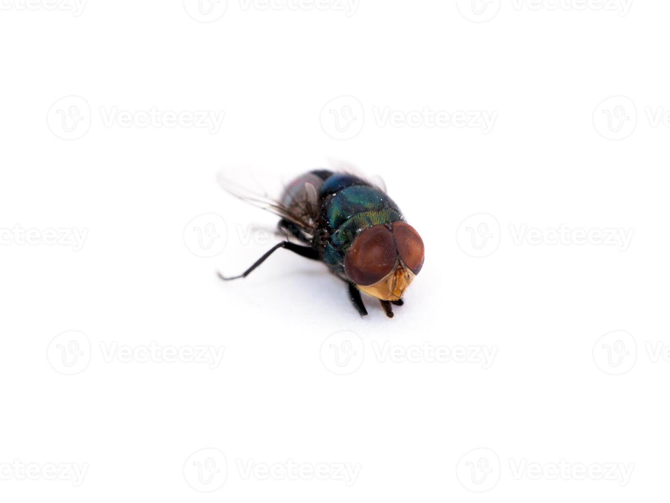 morte do uma mosca em uma branco fundo foto