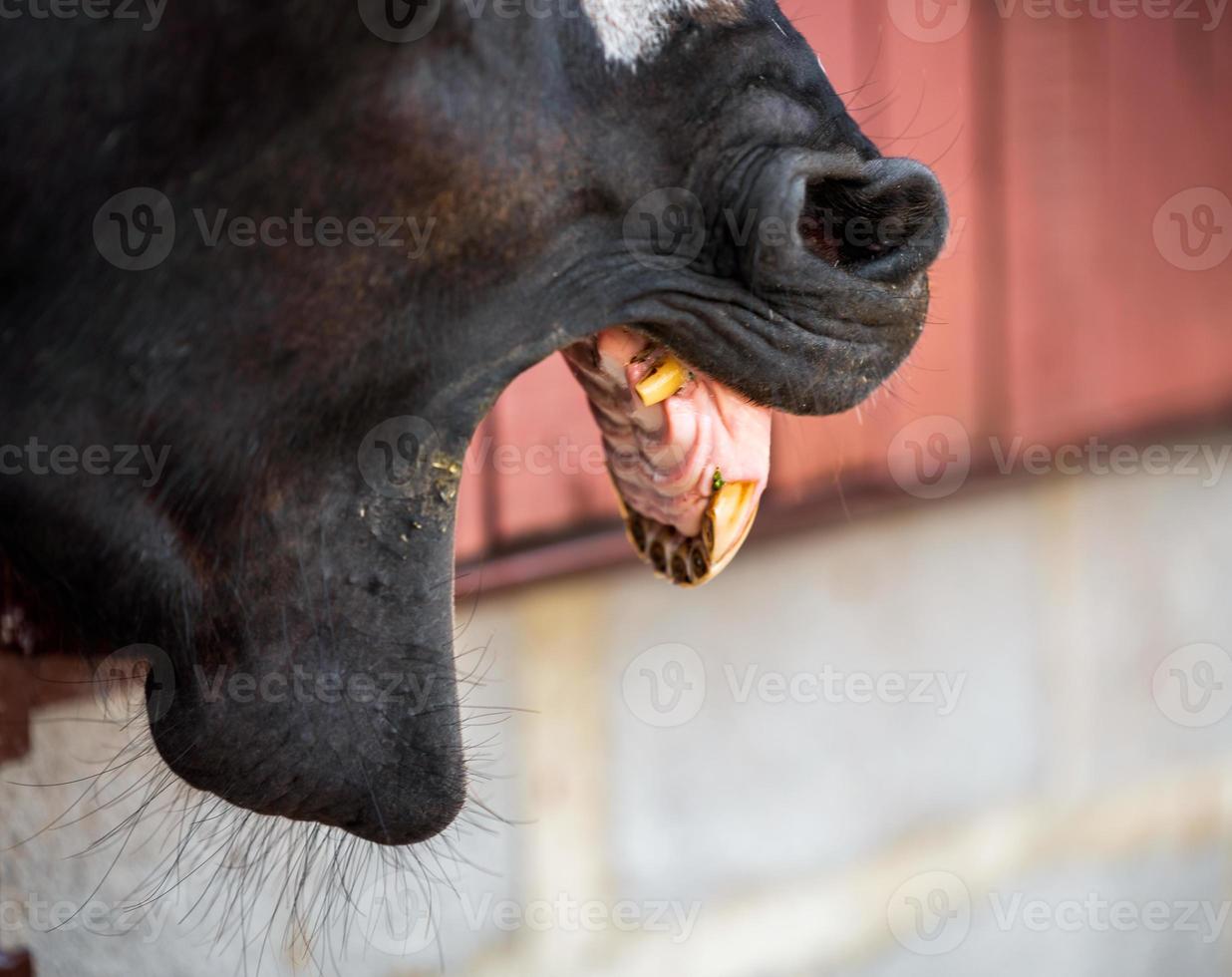 cabeça de cavalo e dentes em um rancho foto